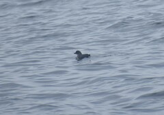 Ptychoramphus aleuticus