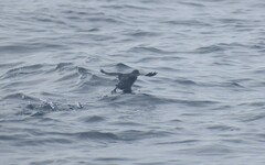 Ptychoramphus aleuticus