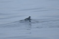 Ptychoramphus aleuticus