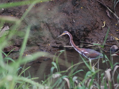 Egretta tricolor