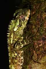Enyalioides oshaughnessyi