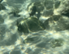 Chrysiptera biocellata