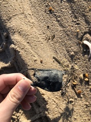 Rostroraja eglanteria