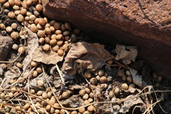 Pronolagus randensis