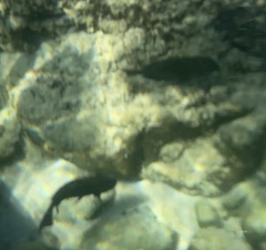 Chrysiptera biocellata