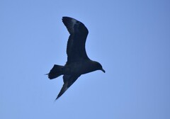 Stercorarius longicaudus