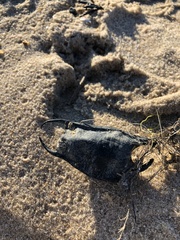 Rostroraja eglanteria