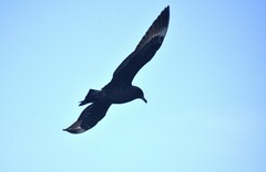 Stercorarius longicaudus