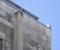 Falco peregrinus