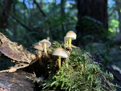 Mycena subviscosa