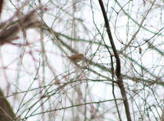 Zonotrichia albicollis