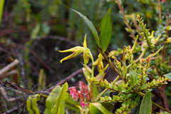 Cyrtochilum pardinum