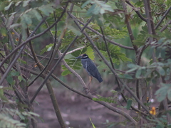 Nyctanassa violacea