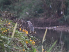 Nycticorax nycticorax