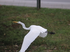 Ardea alba