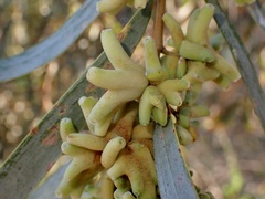 Dasineura glauca
