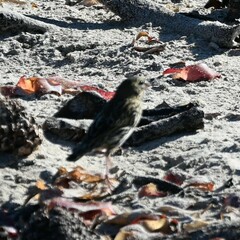 Euplectes capensis capensis