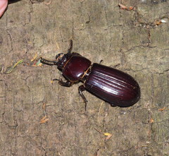 Pharochilus rugiceps