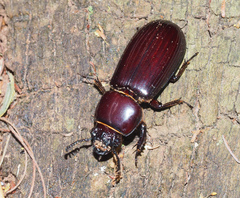 Pharochilus rugiceps