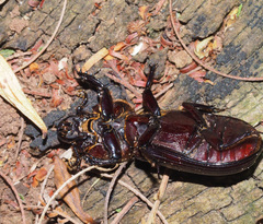 Pharochilus rugiceps