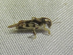 Neotridactylus