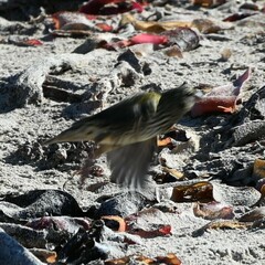 Euplectes capensis capensis