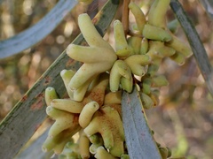 Dasineura glauca