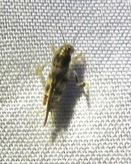 Neotridactylus