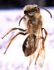 Andrena vicina