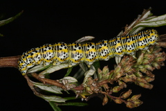 Cucullia tanaceti