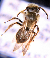 Andrena vicina