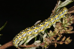 Cucullia tanaceti