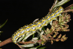 Cucullia tanaceti