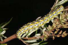 Cucullia tanaceti