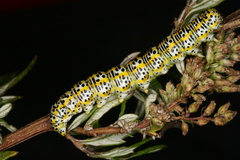 Cucullia tanaceti