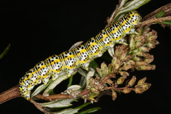Cucullia tanaceti