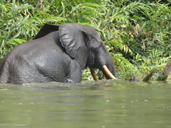 Loxodonta cyclotis