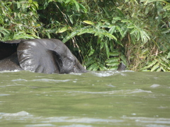 Loxodonta cyclotis