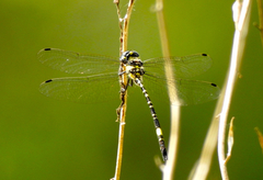 Parasynthemis regina