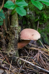 Xerocomellus armeniacus