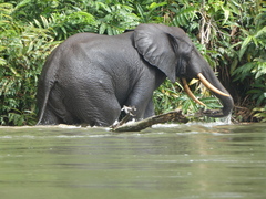 Loxodonta cyclotis