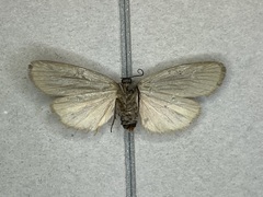 Hypoprepia inculta
