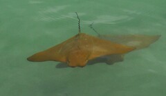 Rhinoptera steindachneri