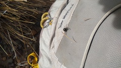 Latrodectus mirabilis