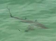 Carcharhinus limbatus