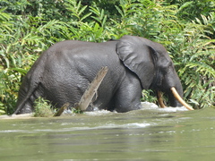 Loxodonta cyclotis
