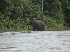 Loxodonta cyclotis