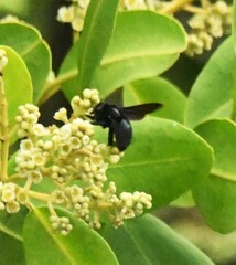 Xylocopa darwini
