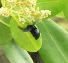 Xylocopa darwini