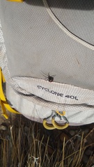 Latrodectus mirabilis